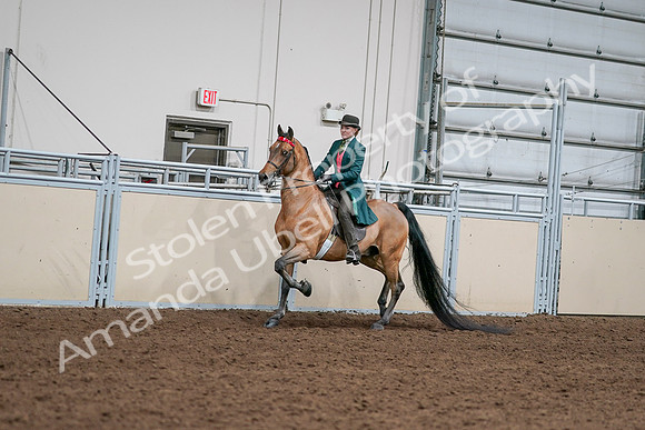 2020 - AB Morgan Horse - Sat, Sept 05 - 13659