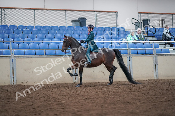 2019 Morgan Horse Show - Aug 30, 2019 - 17888