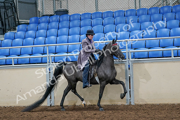 2020 - AB Morgan Horse - Sat, Sept 05 - 13818