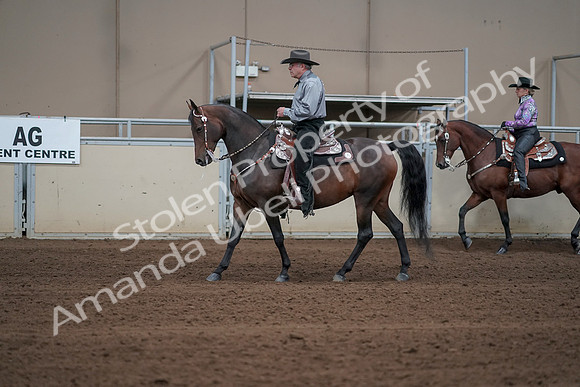 2019 Morgan Horse Show - Sept 01, 2019 - 06855