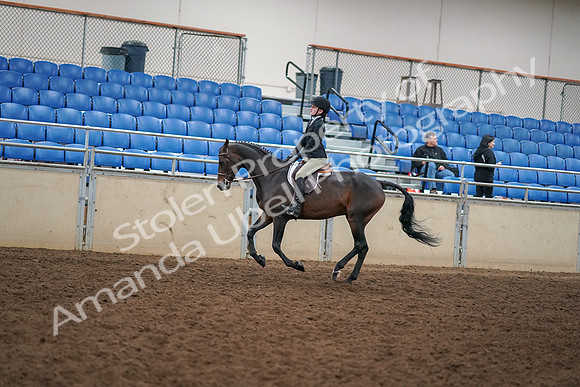 2019 Morgan Horse Show - Aug 30, 2019 - 12300