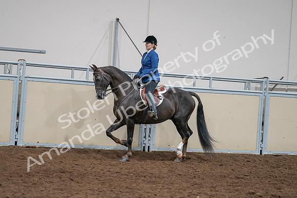 2020 - AB Morgan Horse - Sat, Sept 05 - 05001
