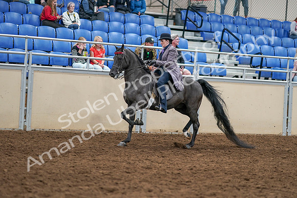 2020 - AB Morgan Horse - Sat, Sept 05 - 13747
