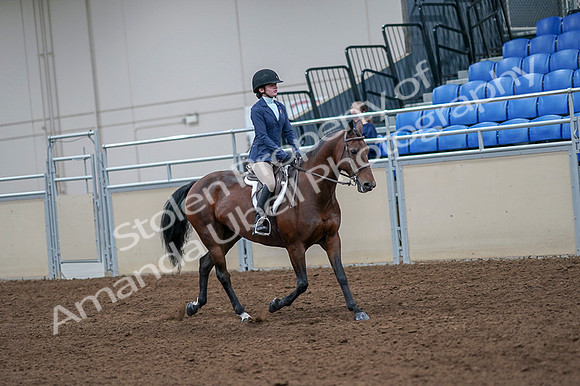 2020 - AB Morgan Horse - Fri, Sept 04 - 06071