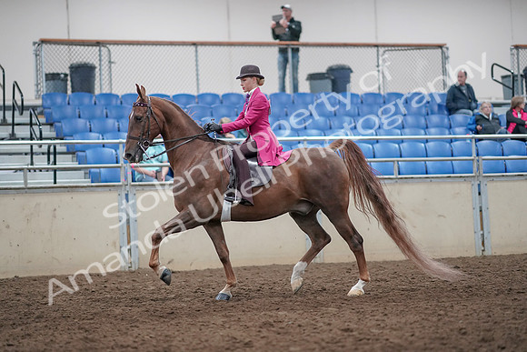 2019 Morgan Horse Show - Aug 31, 2019 - 08621