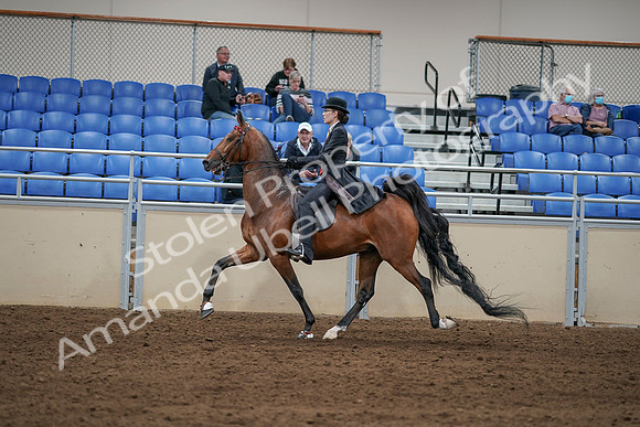 2020 - AB Morgan Horse - Sat, Sept 05 - 06747