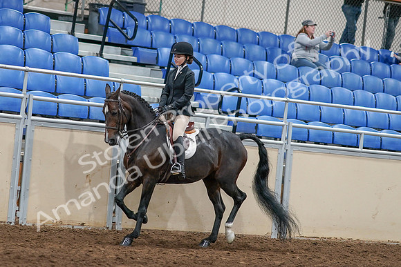 2020 - AB Morgan Horse - Sat, Sept 05 - 14411