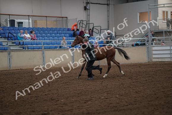 2019 Morgan Horse Show - Aug 30, 2019 - 25534