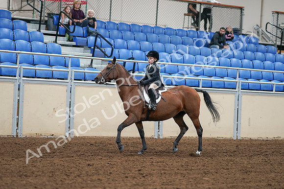 2020 - AB Morgan Horse - Fri, Sept 04 - 02071