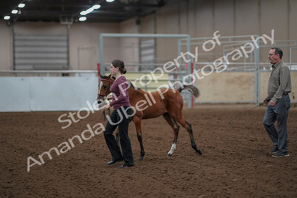 2019 Morgan Horse Show - Aug 30, 2019 - 24784