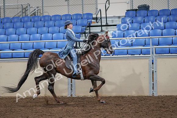 2020 - AB Morgan Horse - Fri, Sept 04 - 05203