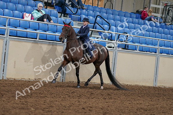 2020 - AB Morgan Horse - Fri, Sept 04 - 03625