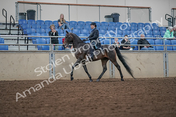 2019 Morgan Horse Show - Aug 30, 2019 - 15286