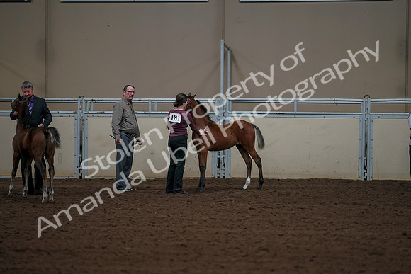 2019 Morgan Horse Show - Aug 30, 2019 - 24920