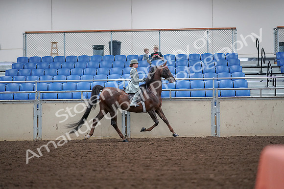 2019 Morgan Horse Show - Aug 30, 2019 - 18024