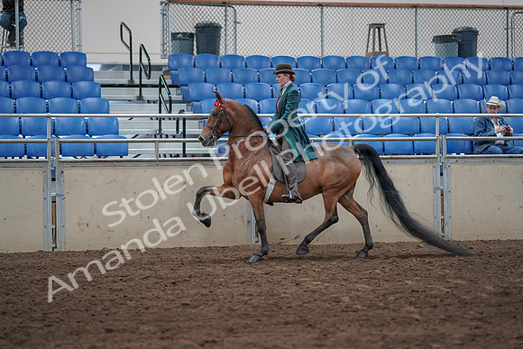 2019 Morgan Horse Show - Sept 01, 2019 - 13175