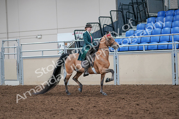 2020 - AB Morgan Horse - Sat, Sept 05 - 13859