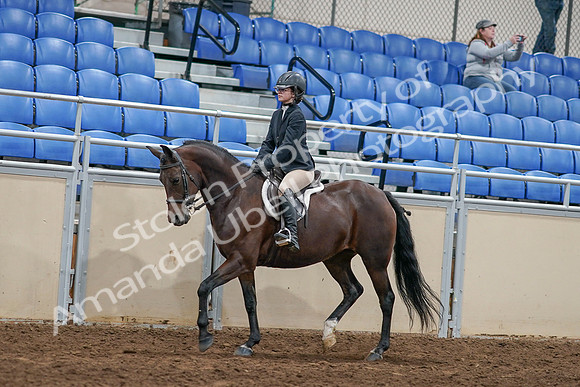 2020 - AB Morgan Horse - Sat, Sept 05 - 14399