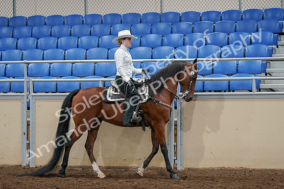 2020 - AB Morgan Horse - Fri, Sept 04 - 03521