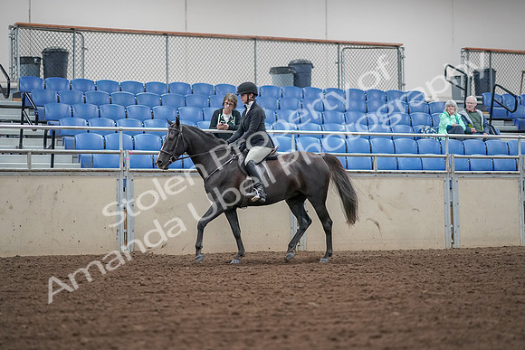 2019 Morgan Horse Show - Aug 30, 2019 - 14883