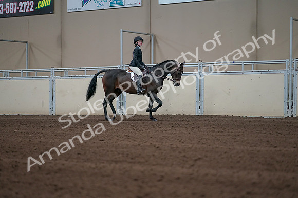 2019 Morgan Horse Show - Sept 01, 2019 - 03837