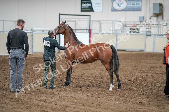2020 - AB Morgan Horse - Fri, Sept 04 - 07628