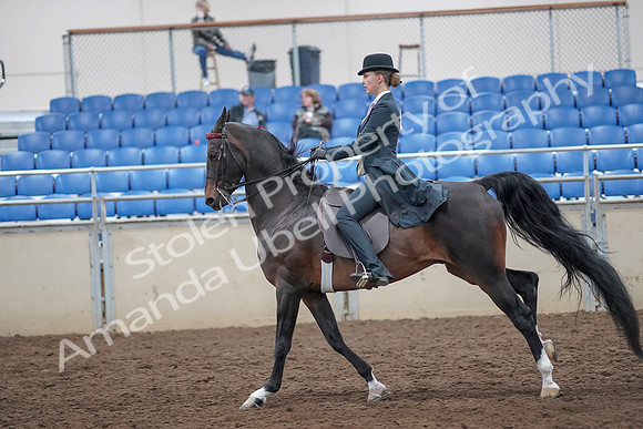 2019 Morgan Horse Show - Aug 31, 2019 - 08831