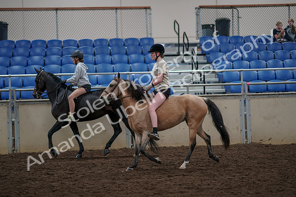 2019 Morgan Horse Show - Aug 30, 2019 - 31231
