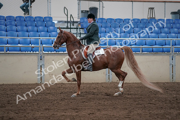 2019 Morgan Horse Show - Sept 01, 2019 - 12192