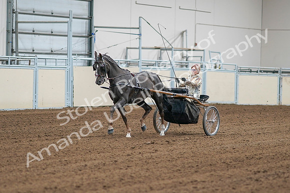 2020 - AB Morgan Horse - Sat, Sept 05 - 05966