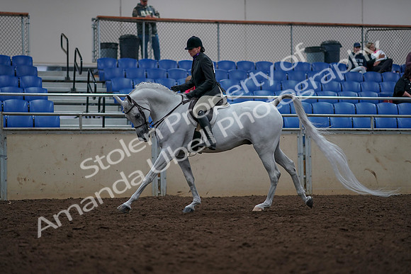 2019 Morgan Horse Show - Aug 31, 2019 - 16065