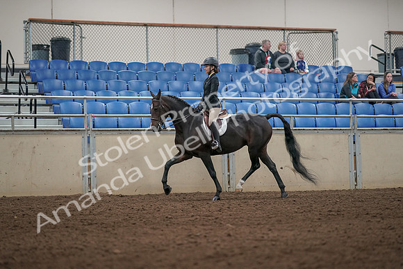 2019 Morgan Horse Show - Aug 31, 2019 - 04949