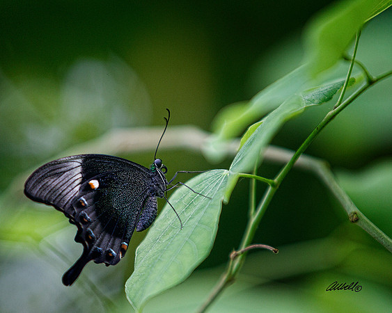 Insects - 016