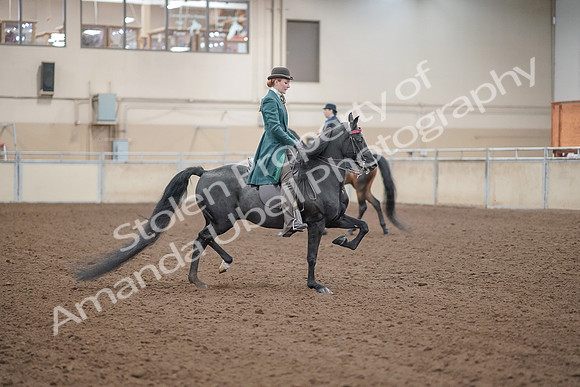 2019 Morgan Horse Show - Aug 30, 2019 - 15624