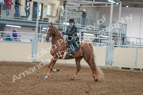2020 - AB Morgan Horse - Sat, Sept 05 - 07963