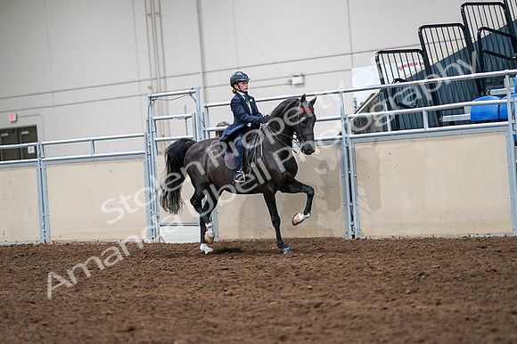 2020 - AB Morgan Horse - Fri, Sept 04 - 03123