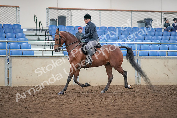 2019 Morgan Horse Show - Aug 30, 2019 - 20201