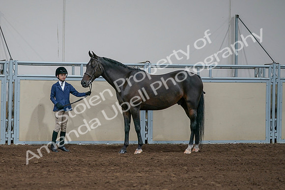 2020 - AB Morgan Horse - Fri, Sept 04 - 00851