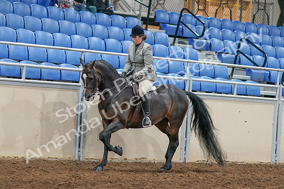 2020 - AB Morgan Horse - Sat, Sept 05 - 14477