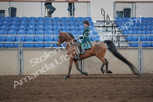 2019 Morgan Horse Show - Sept 01, 2019 - 13285