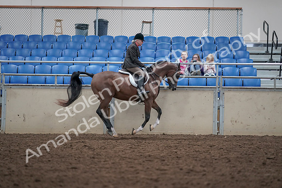 2019 Morgan Horse Show - Aug 31, 2019 - 16141