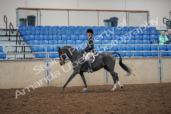2019 Morgan Horse Show - Aug 30, 2019 - 23415