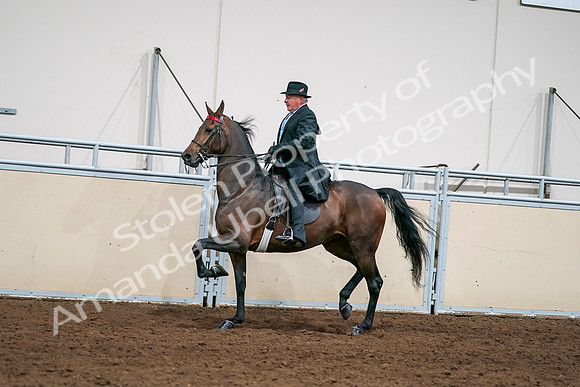 2020 - AB Morgan Horse - Sat, Sept 05 - 08127