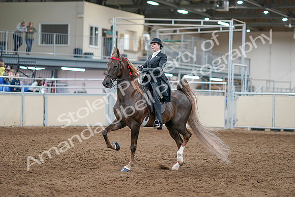 2020 - AB Morgan Horse - Sat, Sept 05 - 12931