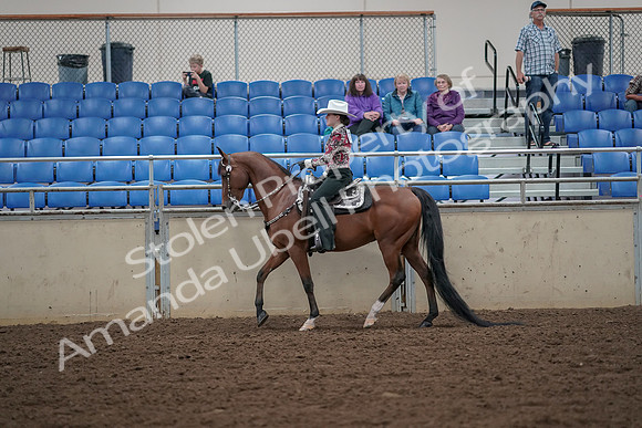 2019 Morgan Horse Show - Aug 30, 2019 - 25933