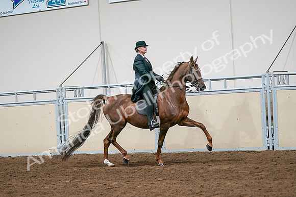 2020 - AB Morgan Horse - Fri, Sept 04 - 08101