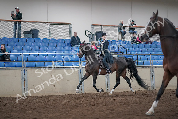 2019 Morgan Horse Show - Aug 31, 2019 - 08611