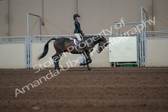 2019 Morgan Horse Show - Sept 01, 2019 - 03859