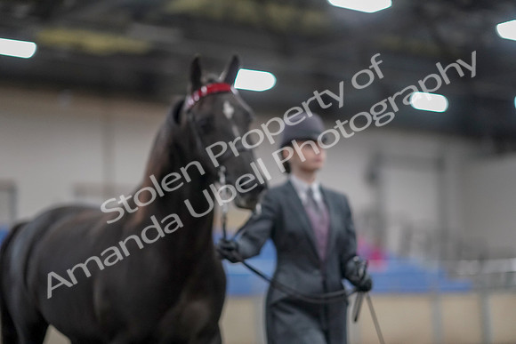 2019 Morgan Horse Show - Aug 31, 2019 - 01983