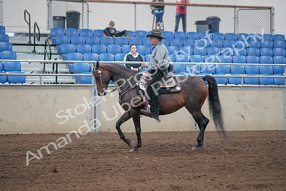 2019 Morgan Horse Show - Sept 01, 2019 - 06793